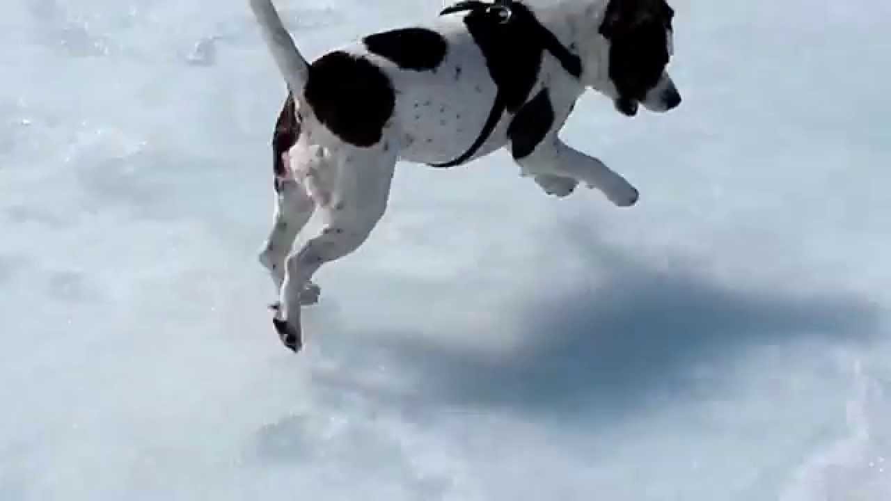 Ice, Ice Doggy...11 Adorable Dogs on Ice The Dog People by