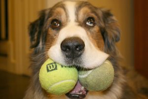 Does Neutering A Dog Make Them Live Longer Does Neutering A Dog Make Them Live Longer