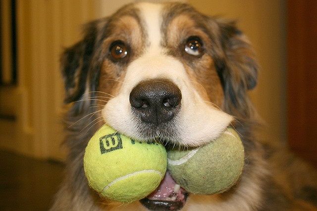 chien avec deux balles de tennis dans la bouche