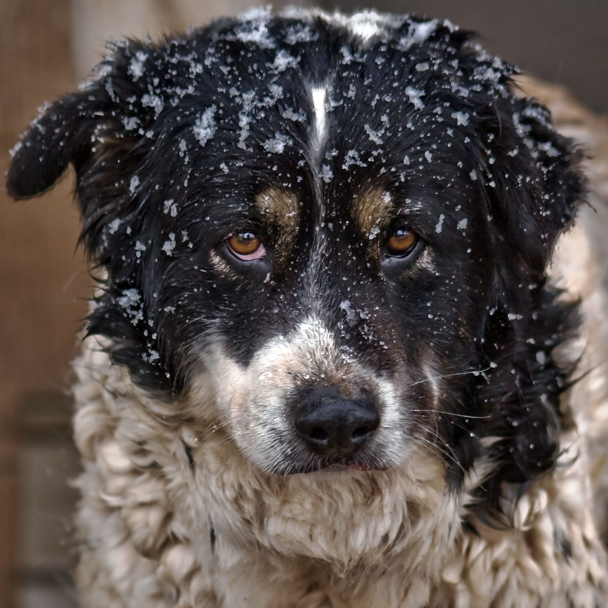 9 Dogs Who Just Can T Get Enough Of Sprinklers Rover Com 8 Dogs Ready For Winter To Be O V E R