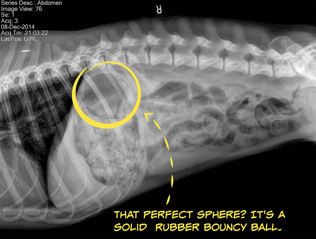 It Happened to Me My Dog Swallowed a Toy Rover Blog