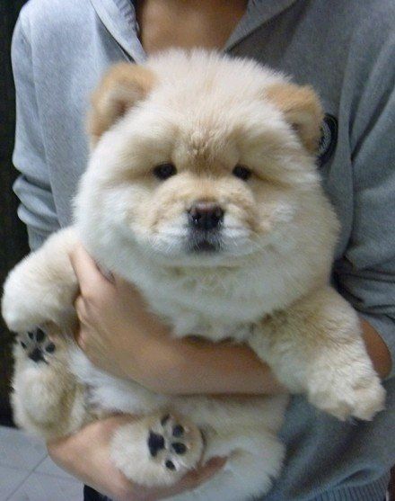 the biggest fluffiest dog