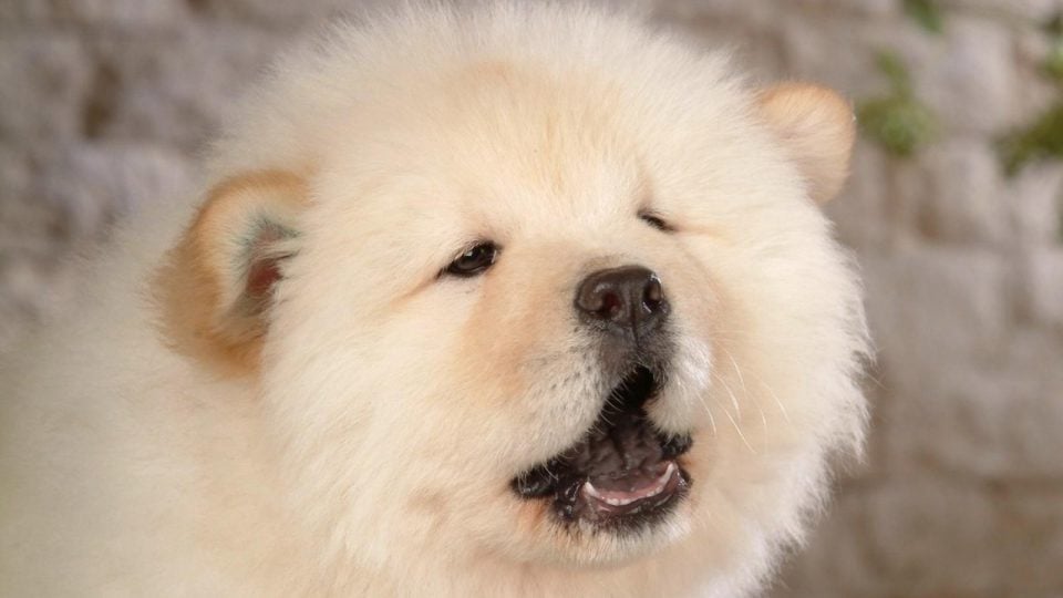 Chow Chow Puppies: The Ultimate Guide for New Dog Owners | The Dog People  by 
