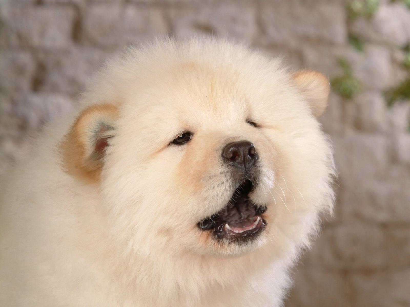 chow chow playing