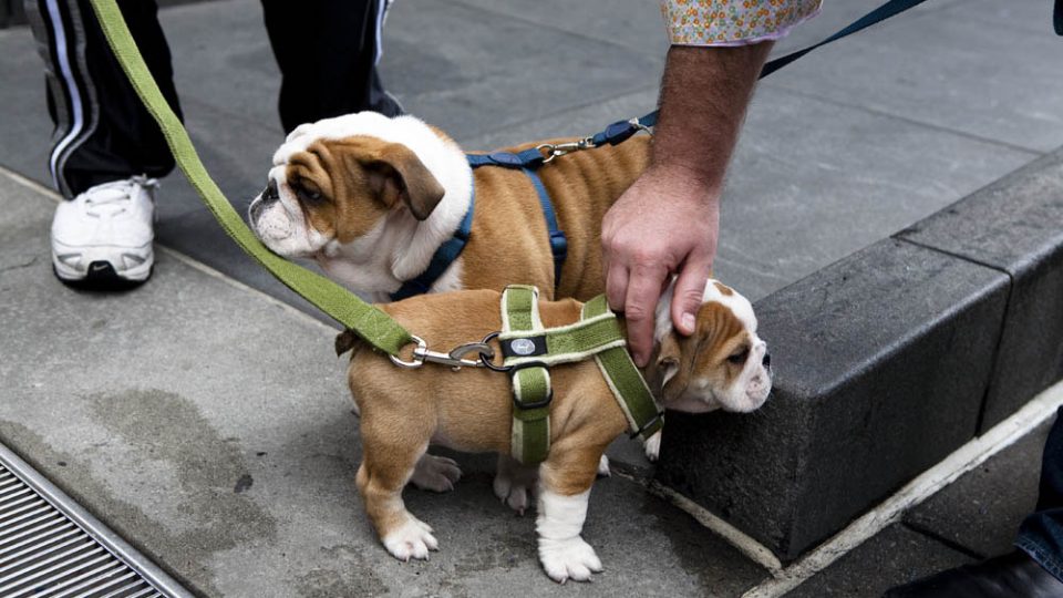 rover pet boarding