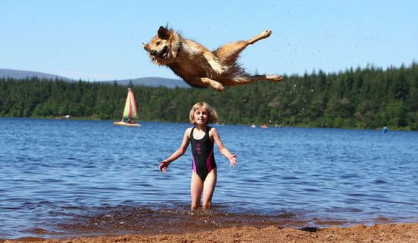 dog beach photobomb