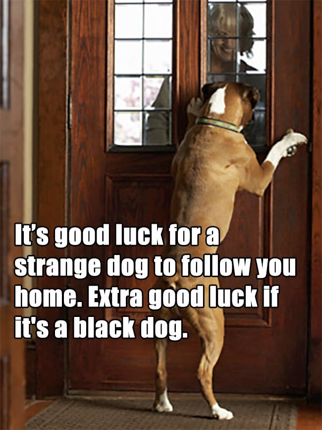 dog following superstition