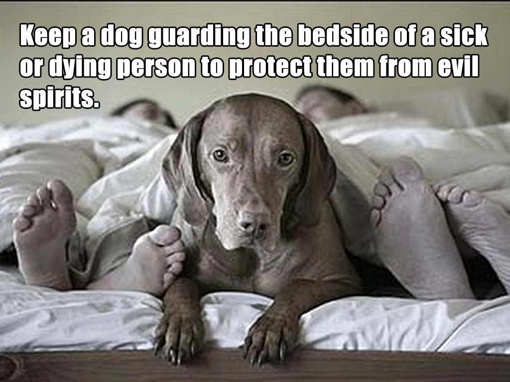 dog guard sickbed