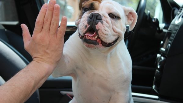 Dog high five - Rover dog sitters
