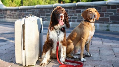 Two dogs with a suitcase — travel tips for dog owners