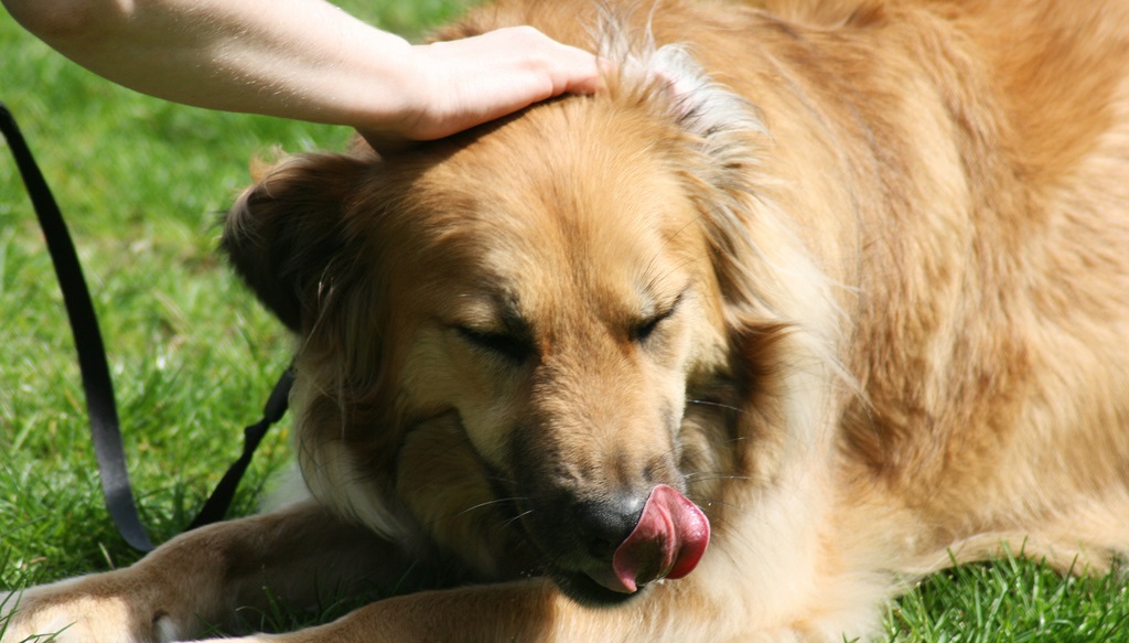 8 Things You Need to Know About Reiki for Dogs | The Dog People by 
