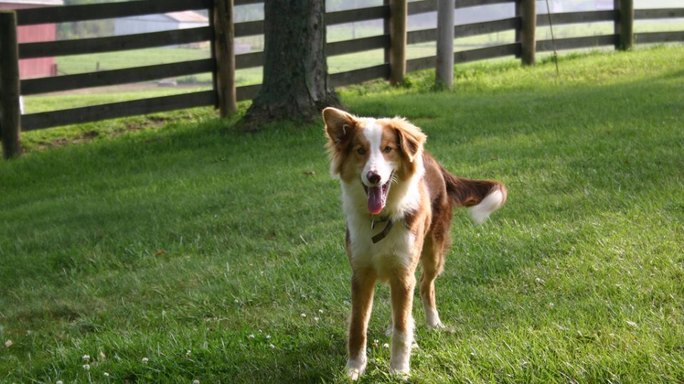 Kentucky dog friendly things to do