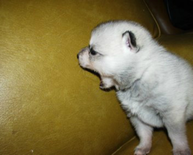 that looks like a polar that looks like a polar that looks like a polar that looks like a polar