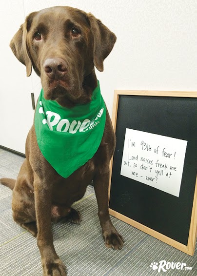 Rover office dogs - Beacon