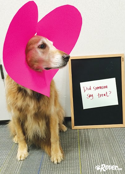 Rover office dogs - Gus