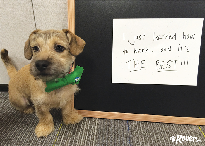 Rover office dogs - Herbie