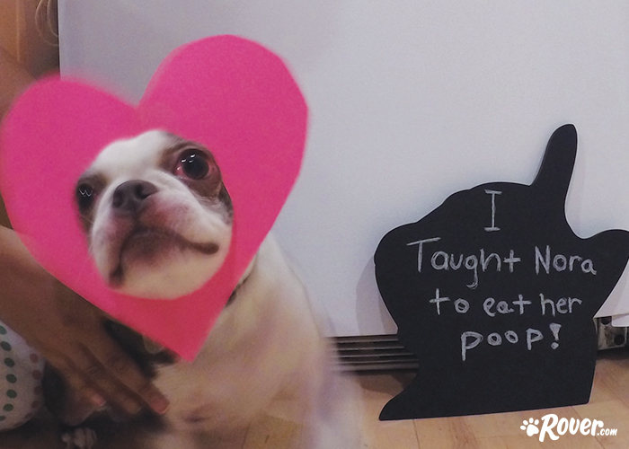 Rover office dogs - meet Lucy