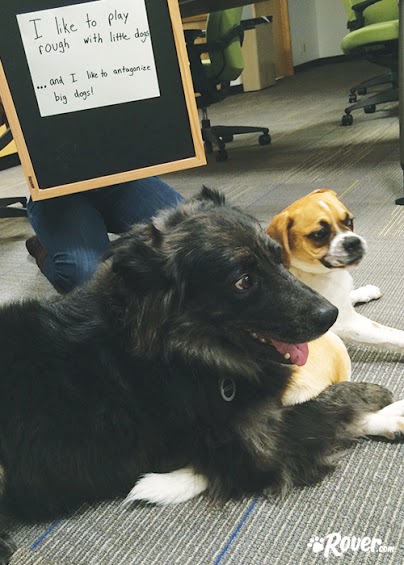 Rover office dogs - Mowgli