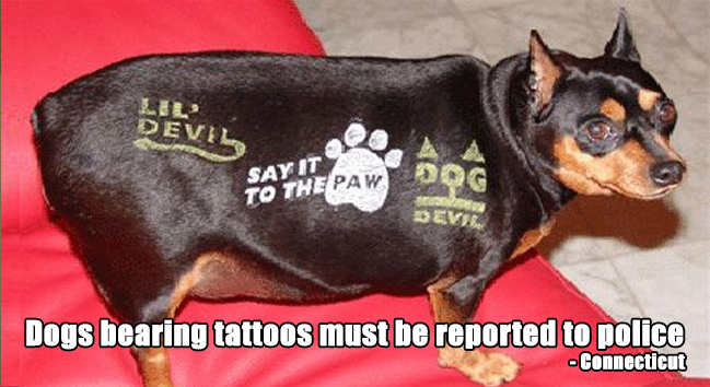 odd us dog laws