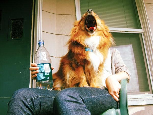 chien qui baille sur les genoux de son maître