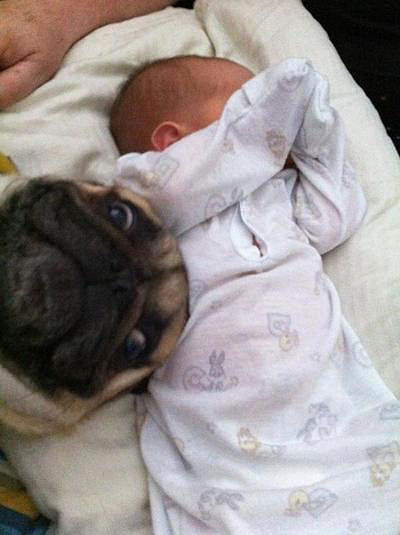 pug mug baby photobomb