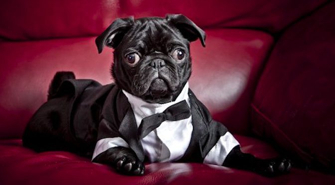 Hunky Hounds Dog Grooming Hunky Hounds Dog Grooming