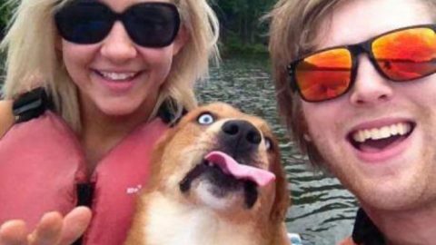 selfie photobomb dog boat