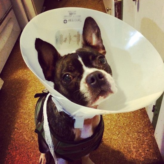 It Happened to Me My Dog Swallowed a Toy Rover Blog