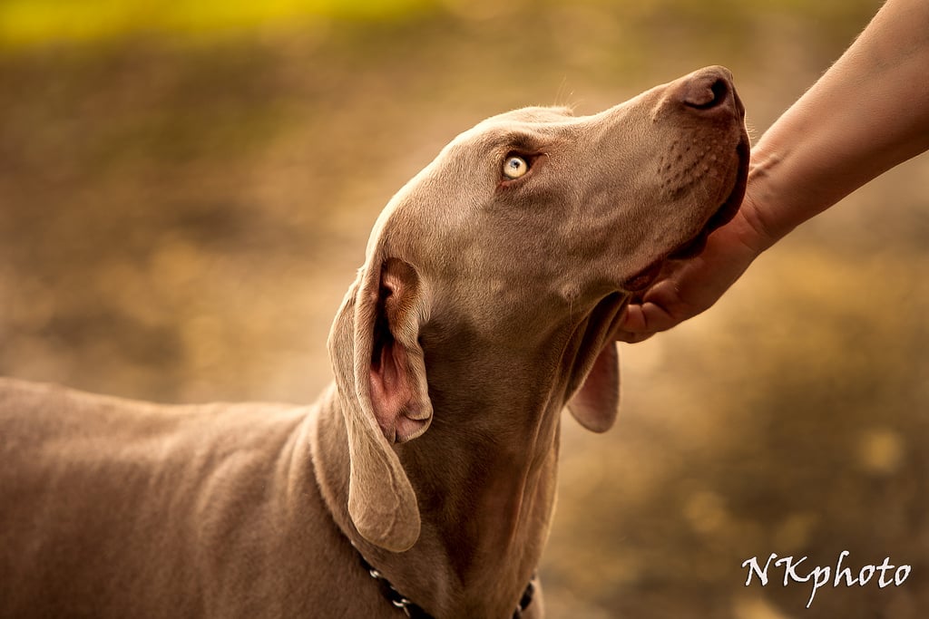 shade of grey weimaraners