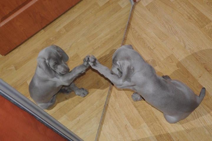 shade of grey weimaraners