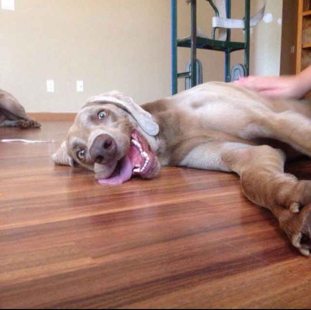 Image result for Weimaraner рулет