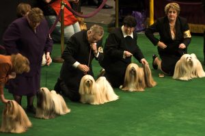 Westminster Dog Show Television Broadcast Westminster Dog Show Television Broadcast