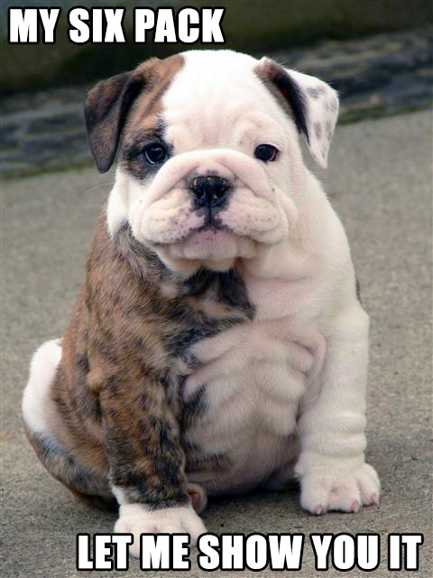 BULLDOG PUPPY 6 PACK