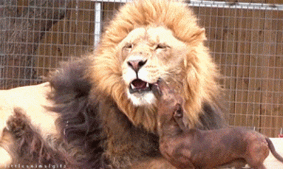 Lion makes out with his wiener. - Imgur