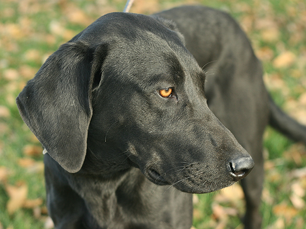 black-dog-profile