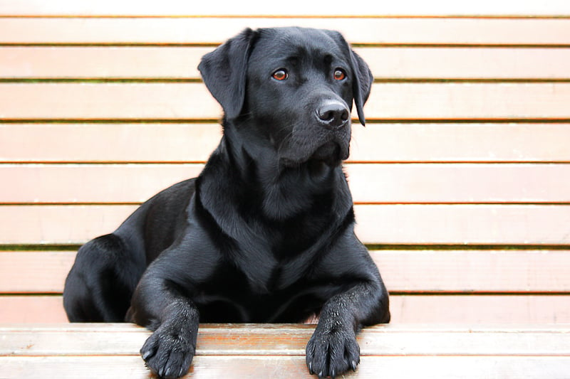 Black dog - black dog syndrome