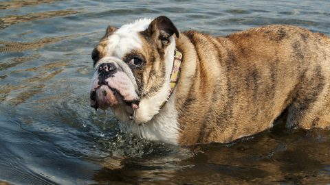 Bulldog in the water - Why do bulldogs drool?