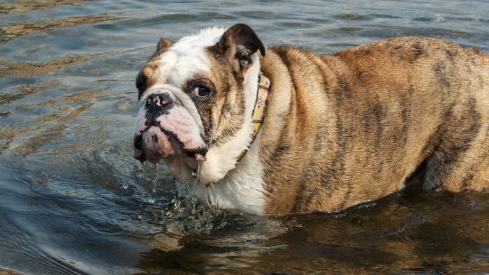 Why Do Bulldogs Drool So Much? | Rover Blog