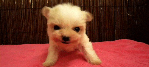 dat ear wiggle puppy sneeze