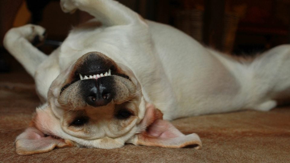 Dog teeth - wash dog's teeth