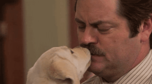 http://giphy.com/gifs/cute-parks-and-recreation-wLQth31HrNMvS 