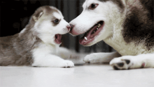 Best-furry-friend-forever GIFs - Get the best GIF on GIPHY
