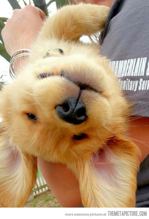 7 Rescue Dog Transformations That'll Give You the Feels