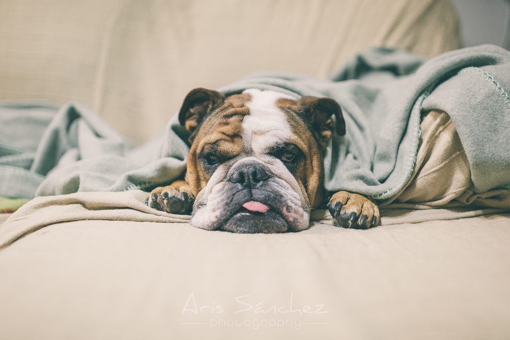 A bulldog in a blanket