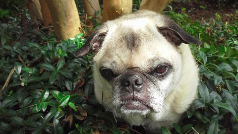 Grumpy dog