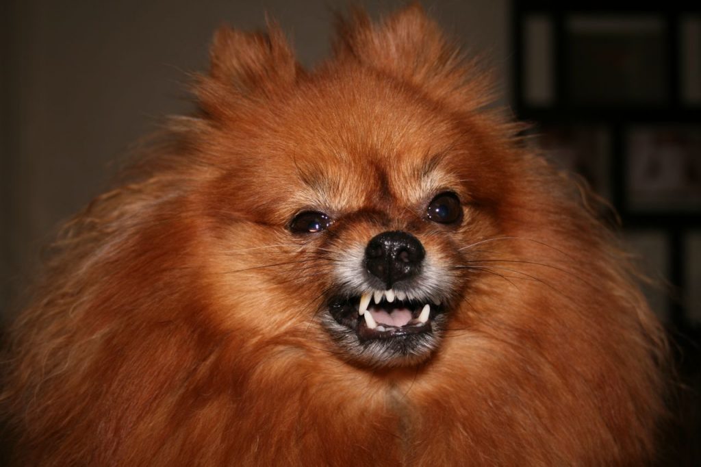 The 16 Grumpiest Dogs on the The Dog People by