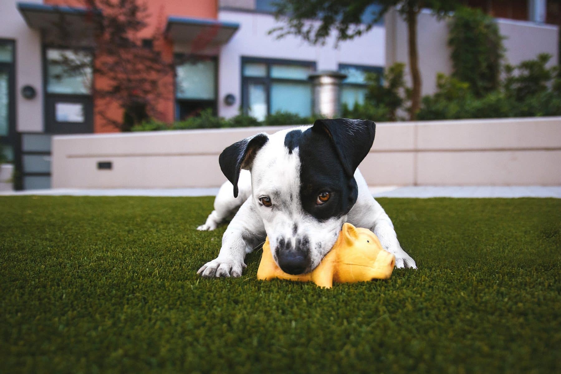 How to Create a Pet-Friendly Garden Tips and Tricks for Happy Pets and Beautiful Gardens