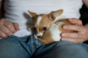 Little puppy - dog diseases