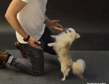 http://giphy.com/gifs/funny-weiner-levitating-O9XQ4nJIFI424