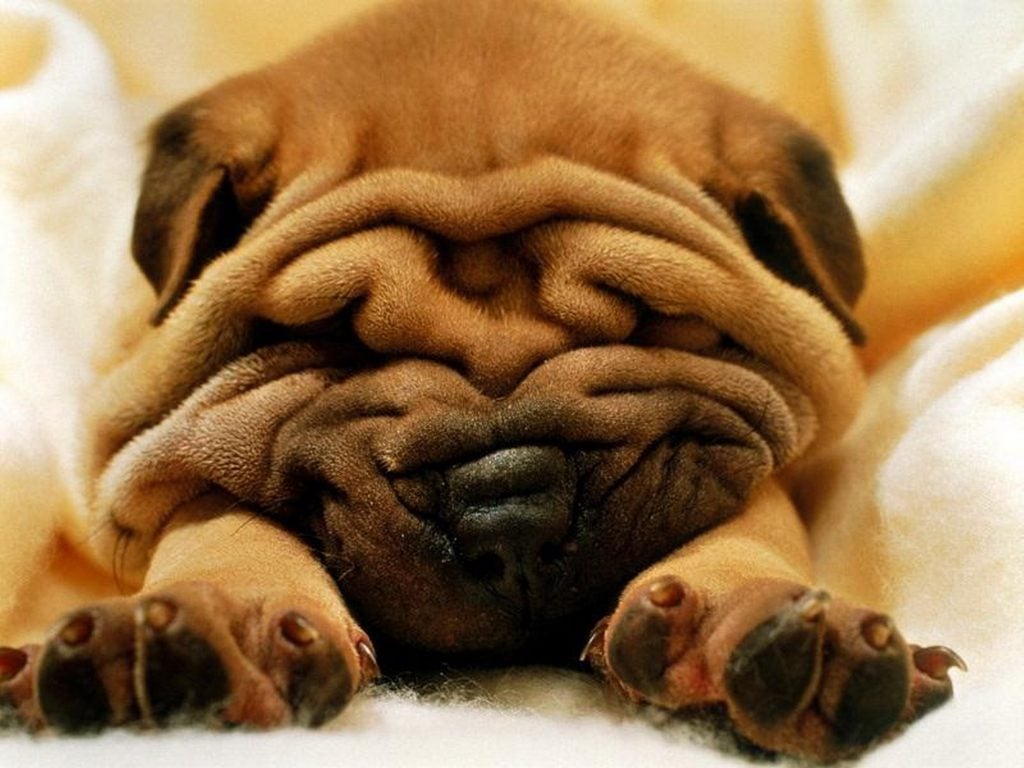 shar pei puppy wrinkles